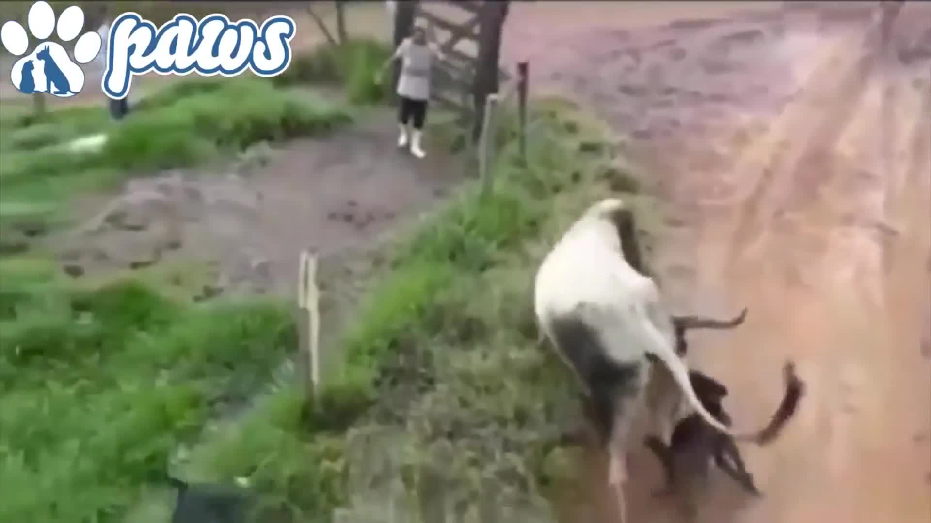 [ĐÃ CẮT] Cho nhà tử chiến bò điên bảo vệ chủ