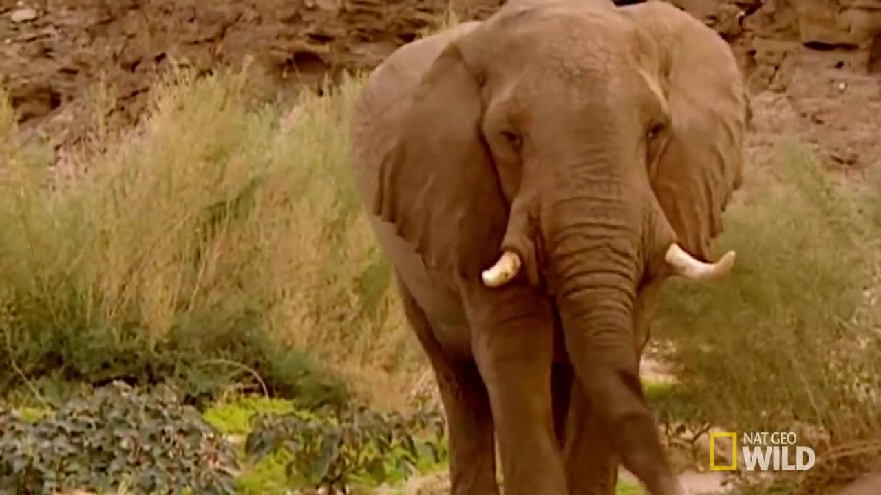 Elephant vs. Rhino - Animal Fight Night