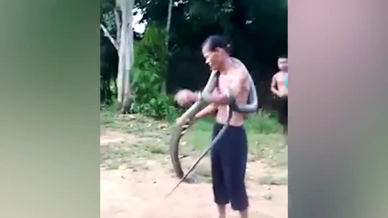 Cố tình trêu chọc rắn hổ mang chúa, người đàn ông nhận ngay kết đắng