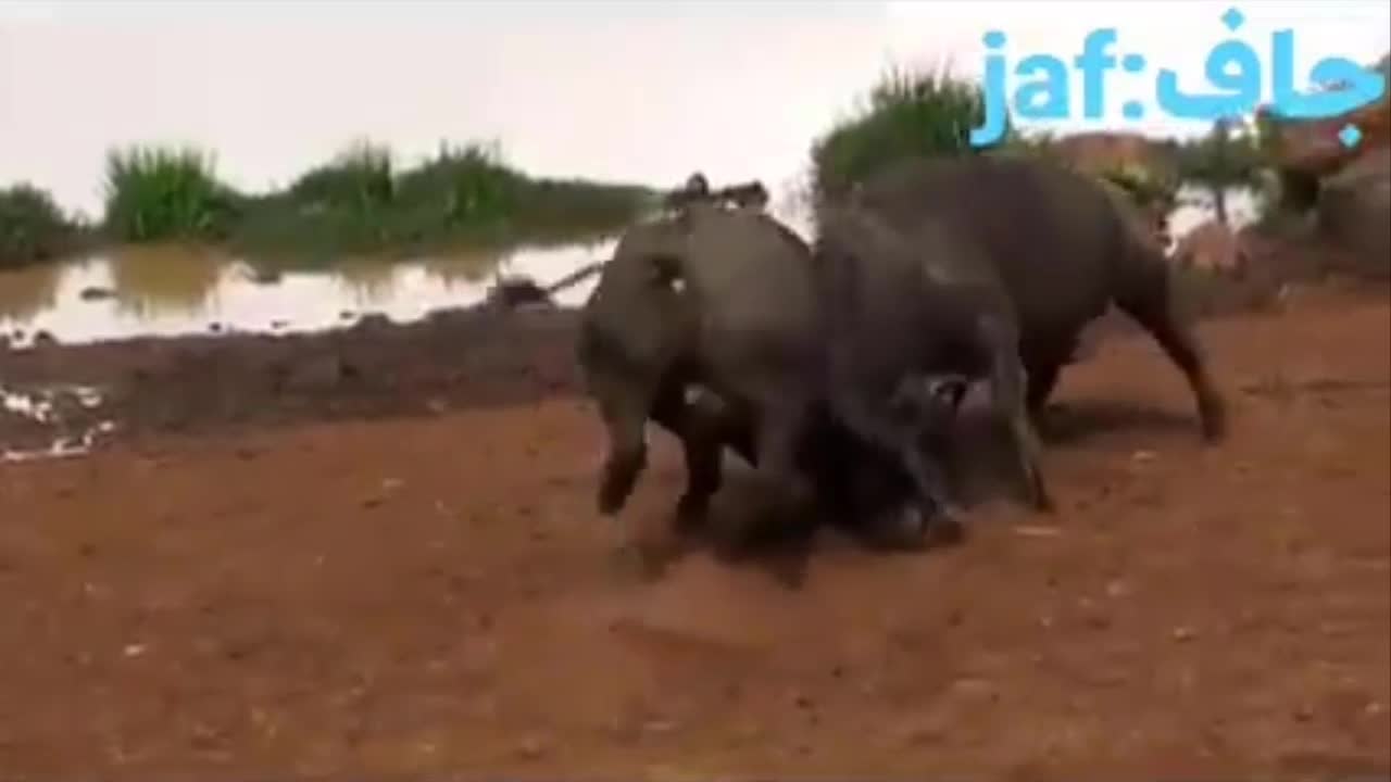 Trâu rừng húc nhau tàn nhẫn đến cùng và cái kết