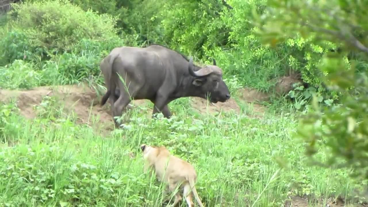 Trâu rừng 1 chọi 8 sư tử