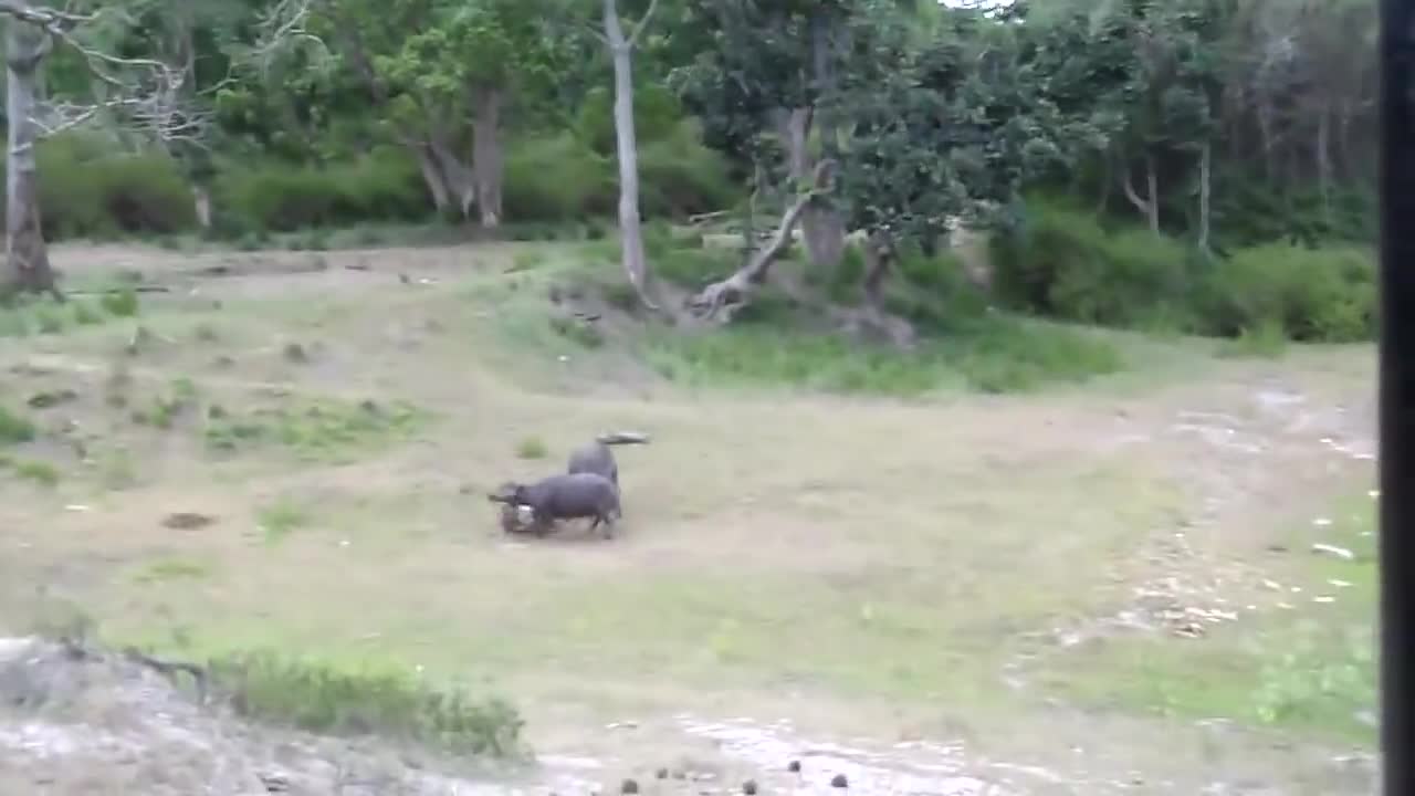 Tiger Attacks Buffalo