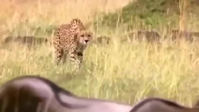 Linh dương đầu bò nổi điên, húc văng báo săn để cứu con