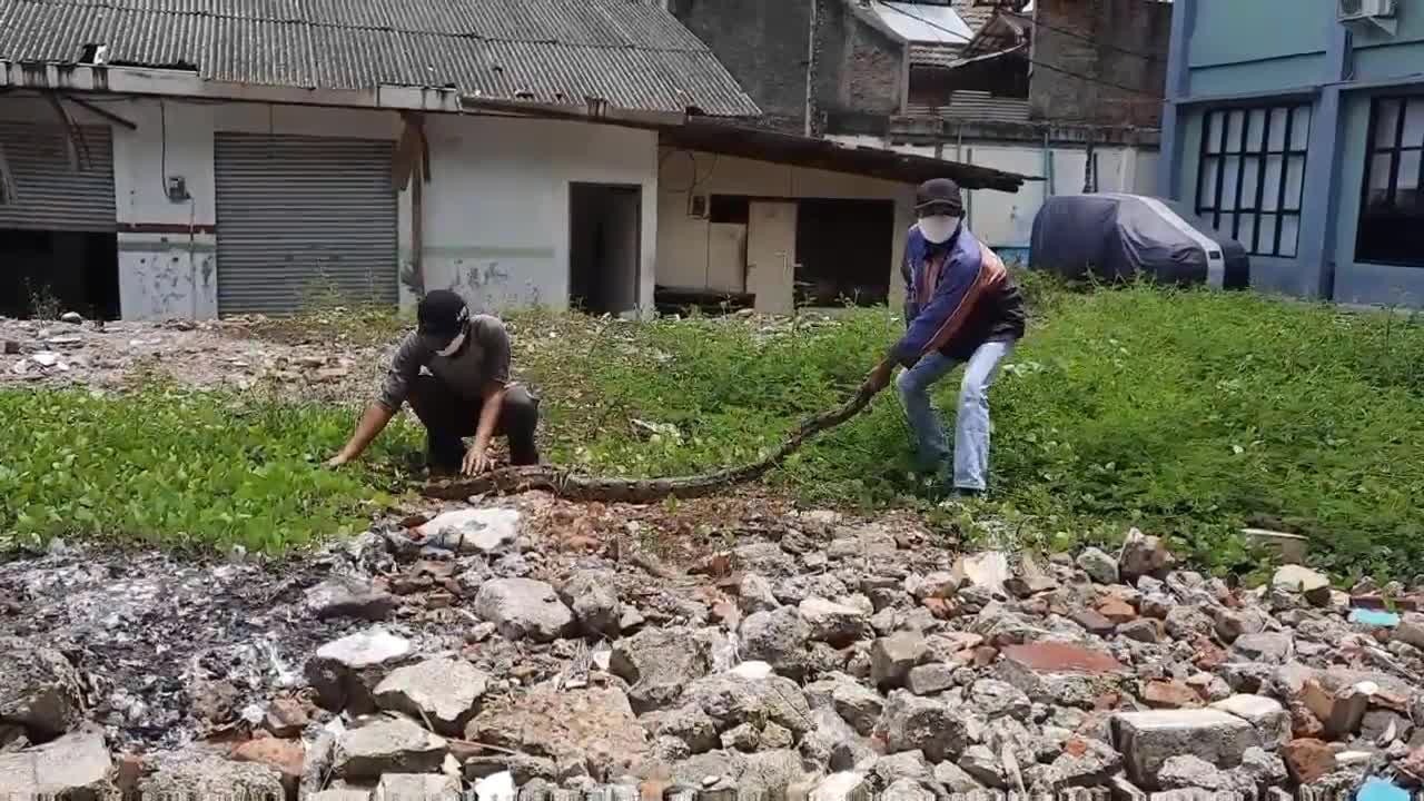 Trăn dài 3m bị trục xuất khỏi ngôi làng ở Indonesia