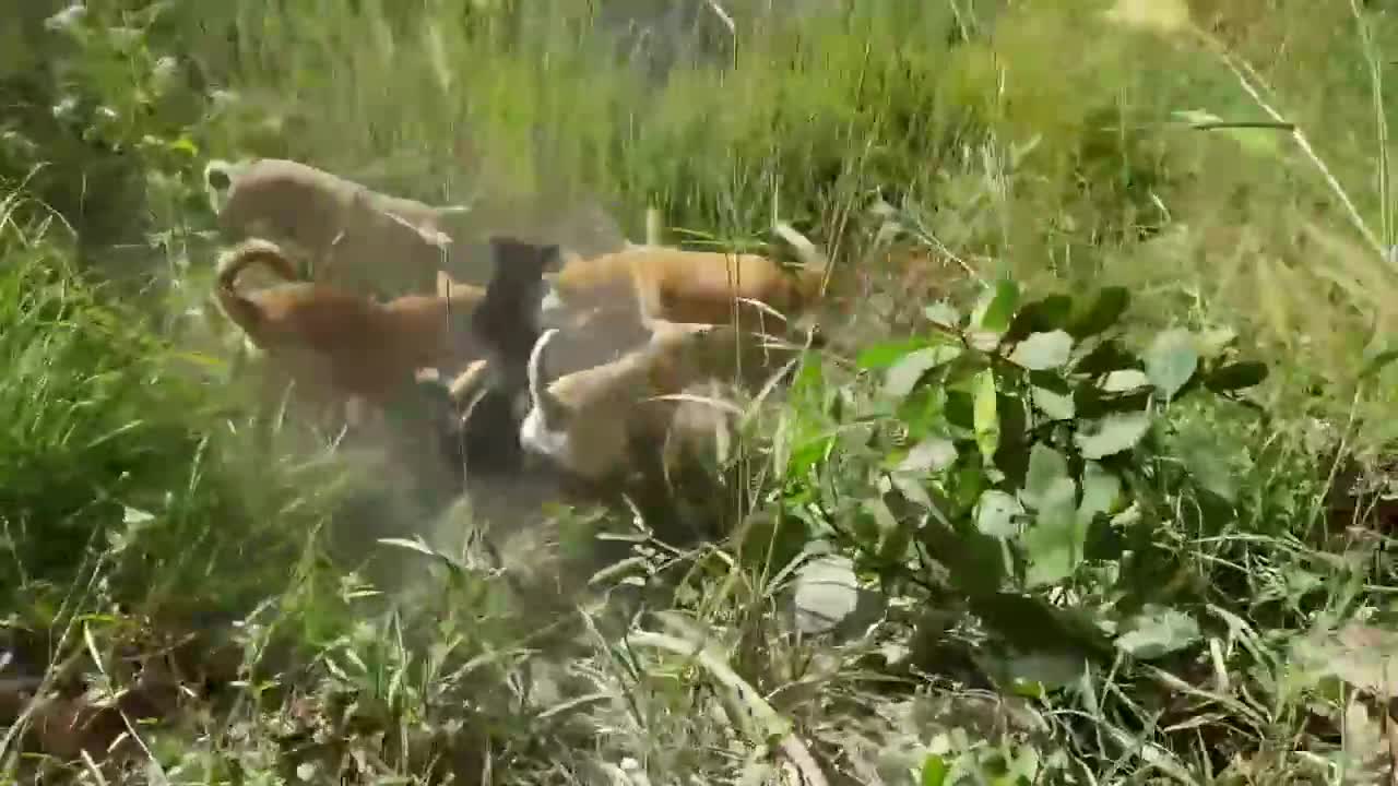 Ngũ cẩu phanh thây rắn hổ mang chúa