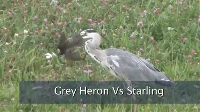 Bị diệc xám mổ gần chết, chim sáo đá tạo nên một kỳ tích