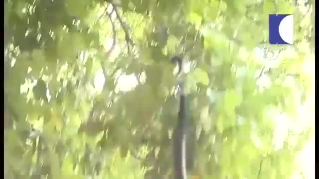 Clip: Người đàn ông dùng tay không bắt rắn hổ mang chúa cực khủng