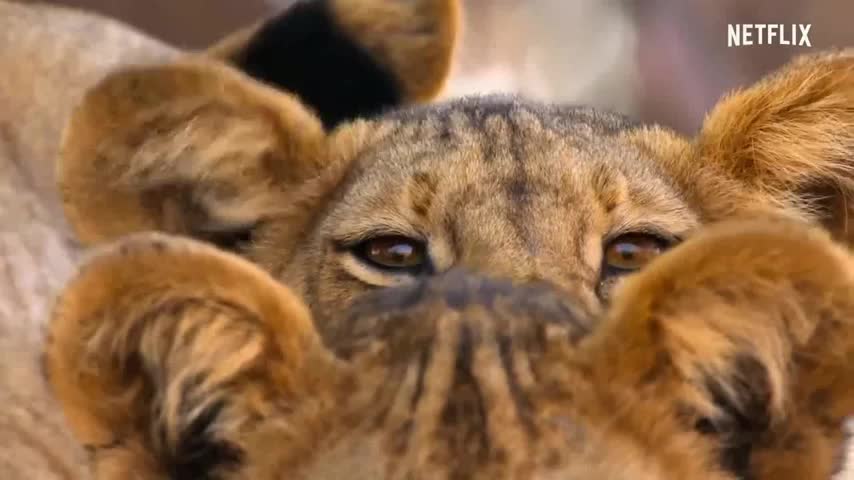 3 sư tử lủng lẳng b&aacute;m tr&ecirc;n lưng tr&acirc;u rừng đi lạc v&agrave; c&aacute;i kết