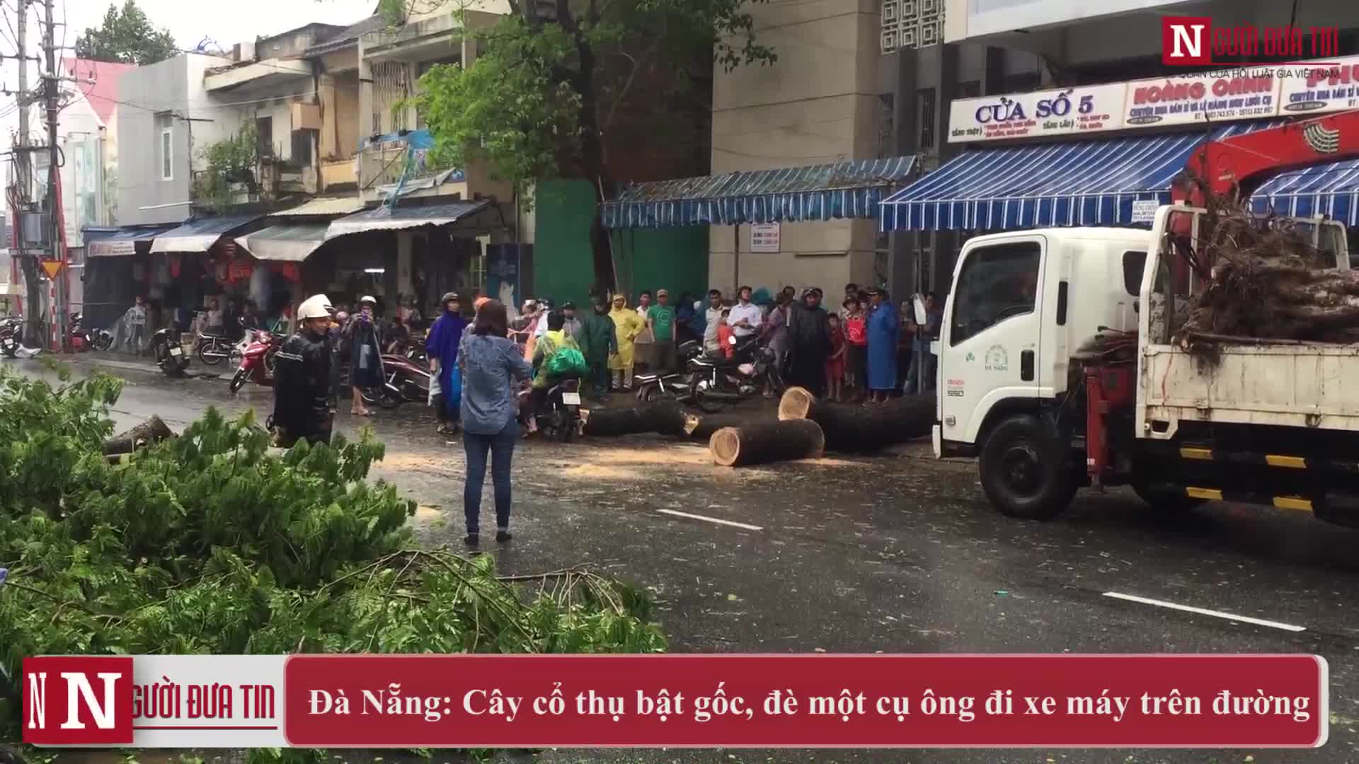 Clip: Cây cổ thụ bỗng bật gốc, đè một cụ ông đi xe máy trên đường