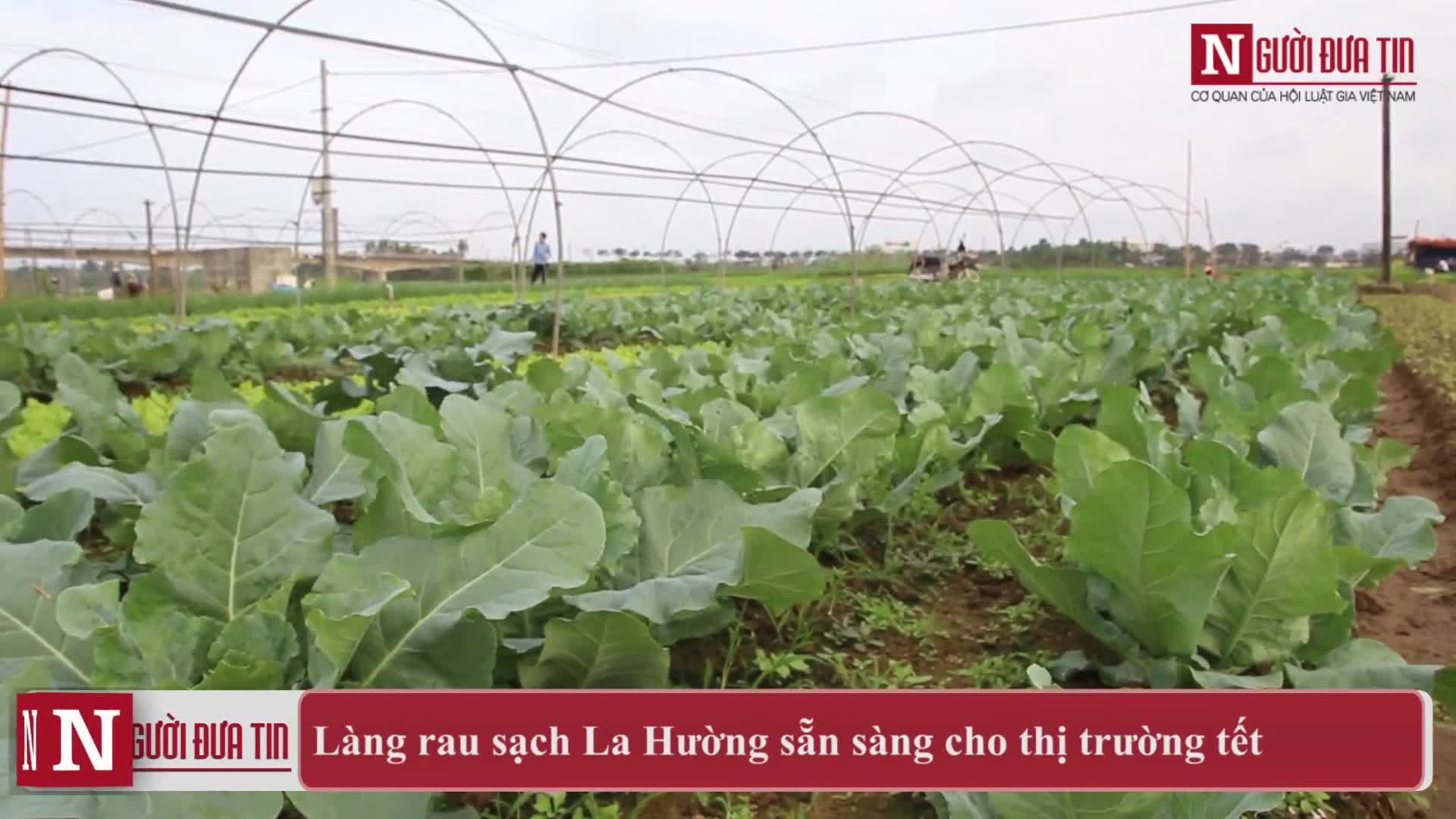 Làng rau sạch La Hường sẵn sàng cho thị trường tết Nguyên đán