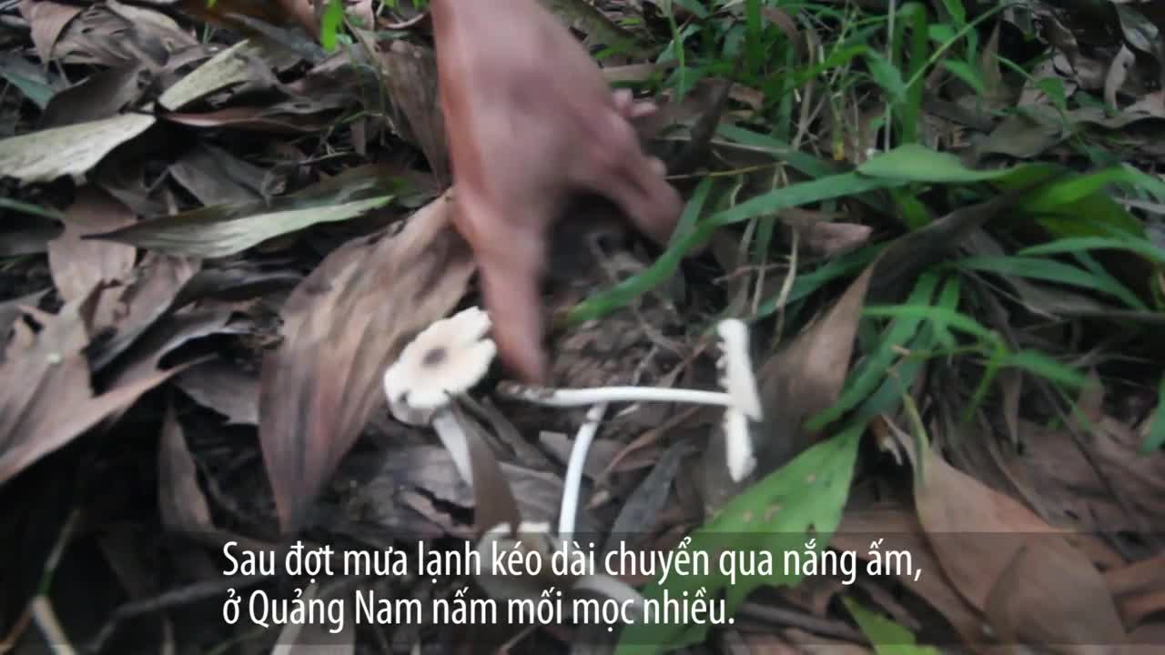 Cận cảnh nông dân hái “lộc trời”, thu về tiền triệu mỗi đêm