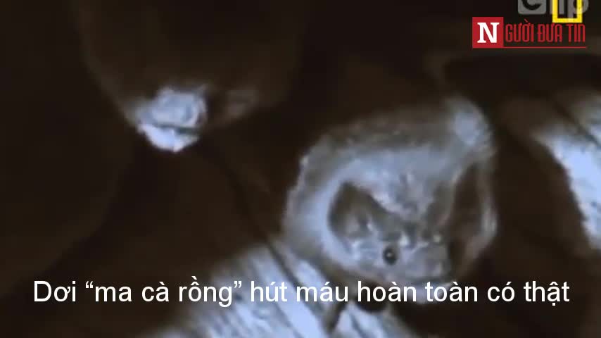 Cận cảnh loài dơi quỷ hút máu đáng sợ ở Peru