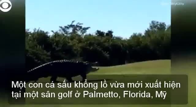 Cá sấu khổng lồ có tên Chubbs xuất hiện tại sân golf ở Mỹ