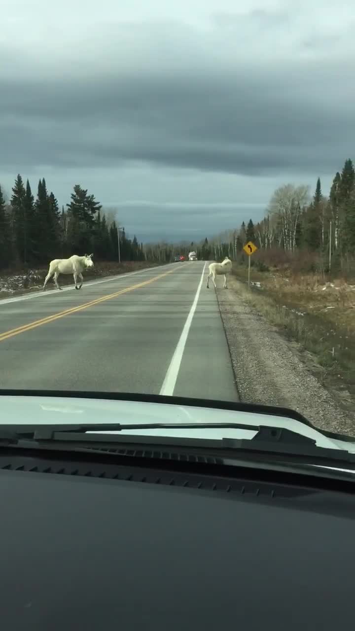 Ph&aacute;t hiện &ldquo;nai sừng tấm linh hồn&rdquo; trắng to&aacute;t v&ocirc; c&ugrave;ng hiếm