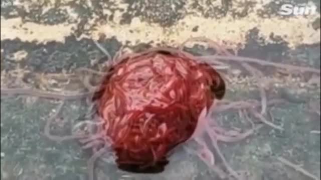 Sinh vật quái dị có hình dạng giống não người khiến người Mỹ khiếp sợ