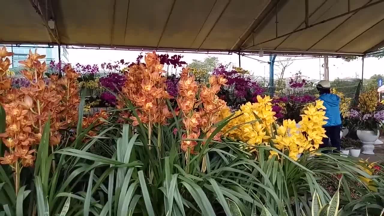 Sôi động thị trường hoa Xuân