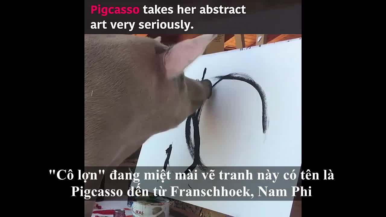 Tròn mắt với khá năng vẽ tranh của chú lợn Pigcasso