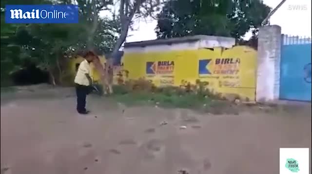 Video: Rắn hổ mang vội vã nôn trả 9 quả trứng để thoát thân khi bị bắt quả tang