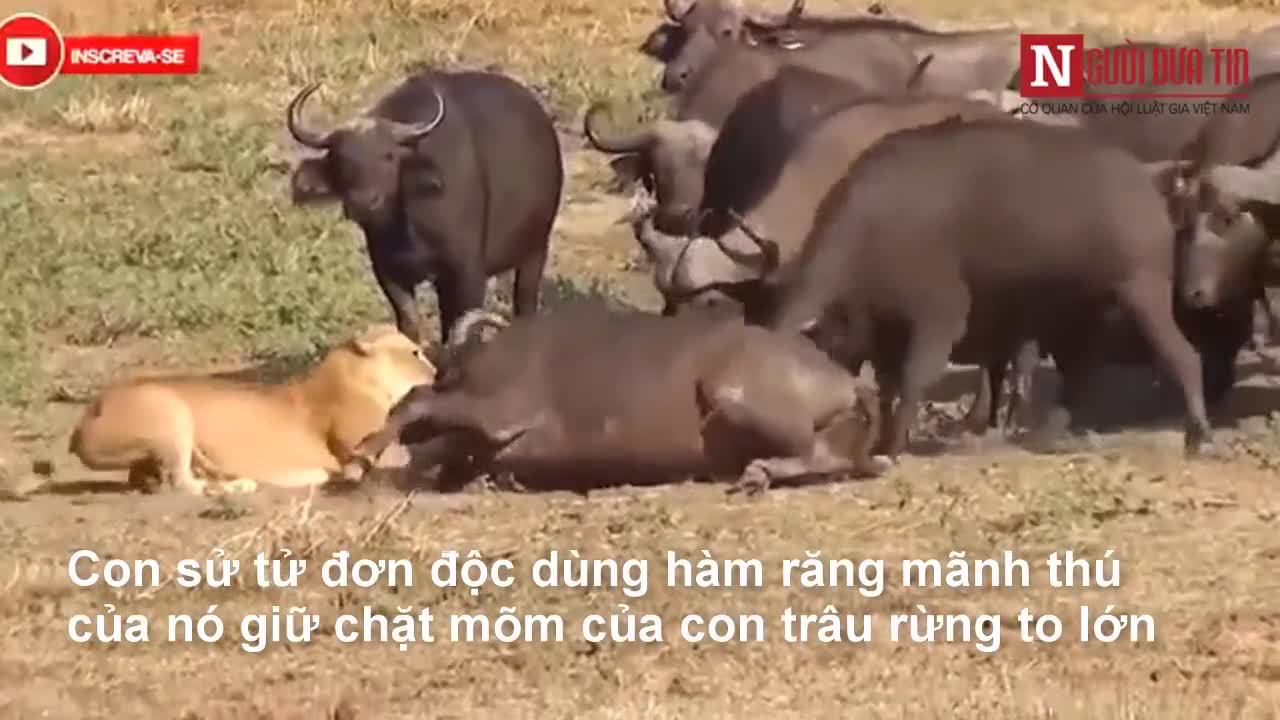 Đàn trâu rừng hợp sức đuổi sư tử cứu đồng loại