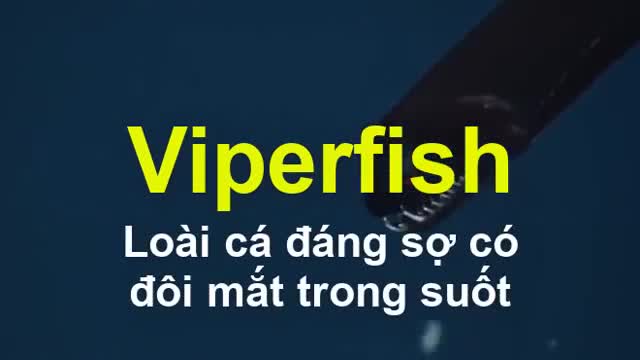 'Quái vật biển' với đôi mắt trong suốt ẩn náu dưới biển sâu