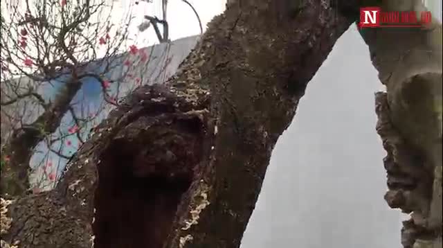 Đào khủng trăm triệu cho thuê dịp tết 2019