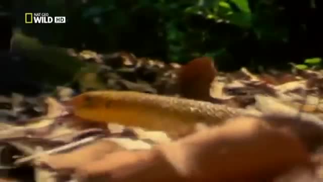 Hổ mang chúa nuốt chửng đồng loại