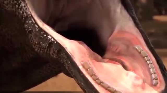 Quái vật vẻ ngoài không đổi từ thời tiền sử đáng sợ nhất trái đất