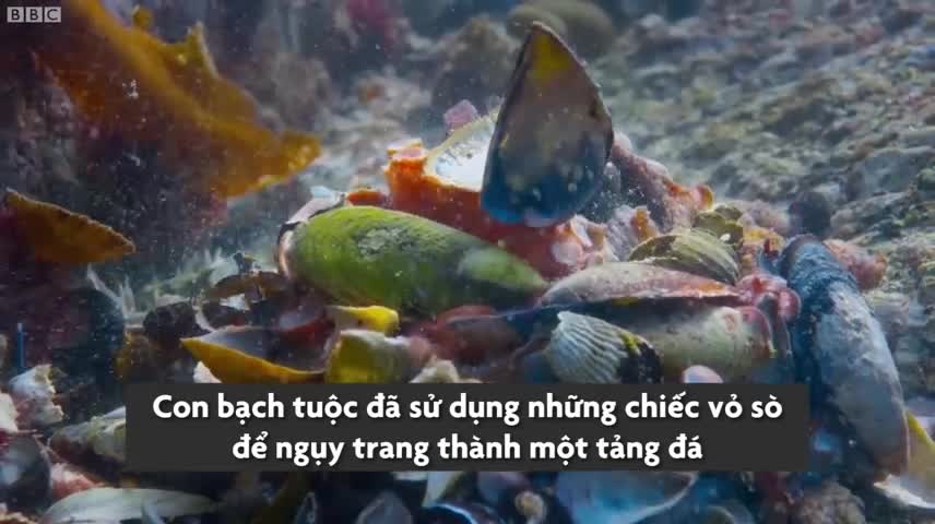 Bạch tuộc thông minh thoát khỏi cá mập trong gang tấc