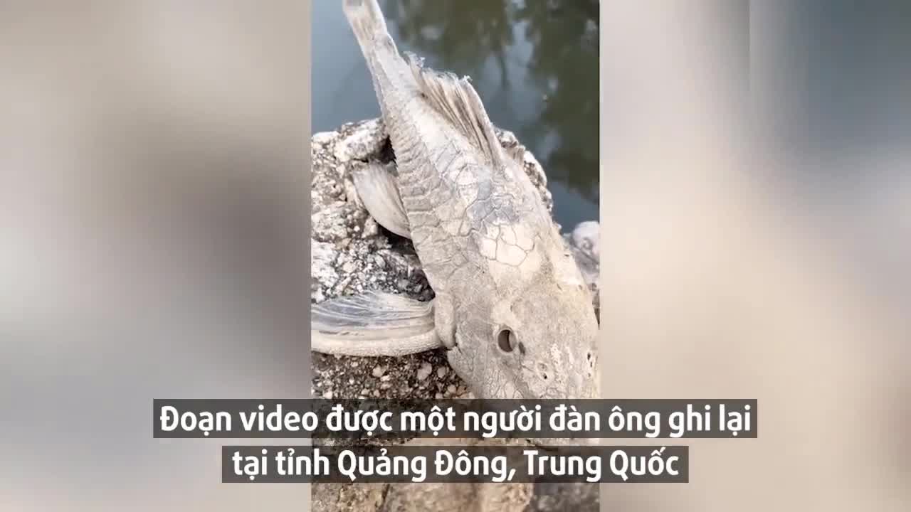 Kỳ dị loài cá chết khô bất ngờ hồi sinh khi đổ nước lên