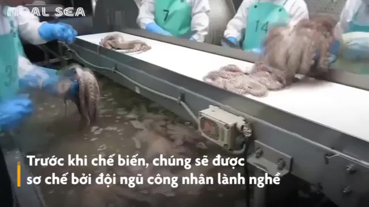 Bạch tuộc được sơ chế trong dây chuyền tự động như thế nào?