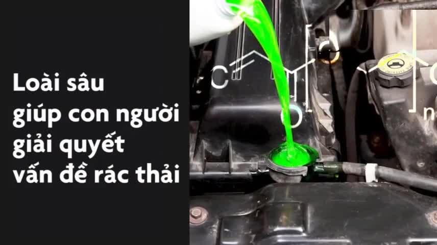 Loài sâu ăn nhựa giúp con người giải quyết vấn đề rác thải