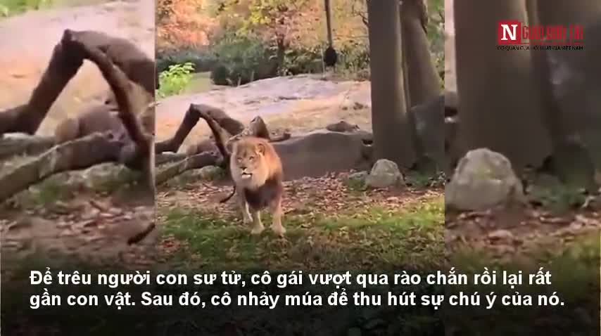 Cô gái bị mắng te tua vì cố trèo vào chuồng trêu sư tử