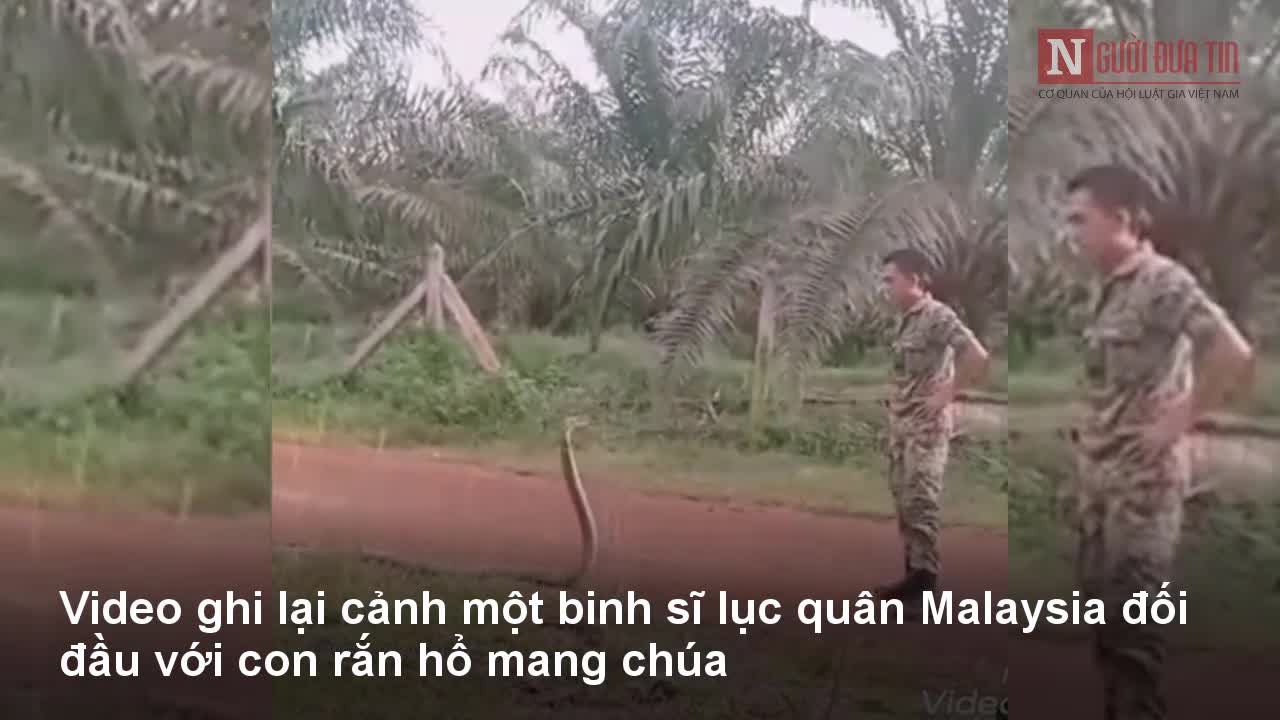 Lính lục quân thôi miên rắn hổ mang chúa và cái kết