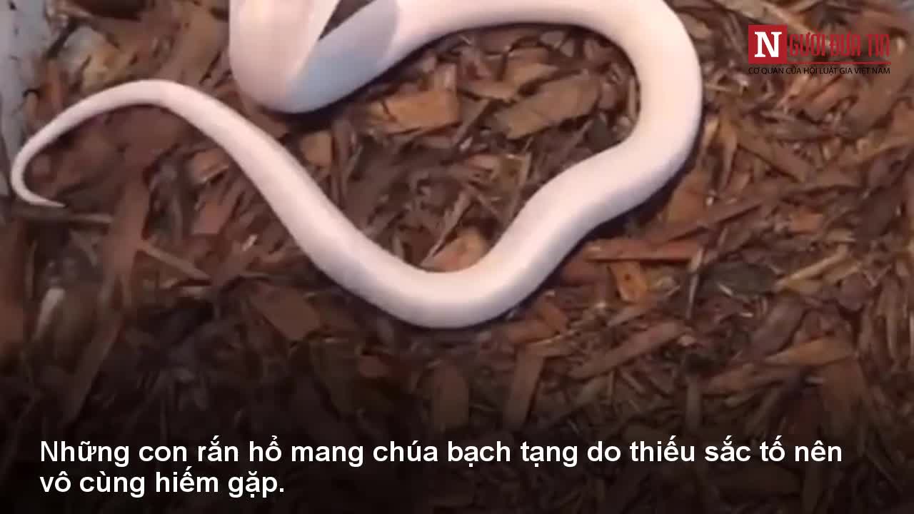 Rắn hổ mang chúa trắng muốt kịch độc vô cùng quý hiếm