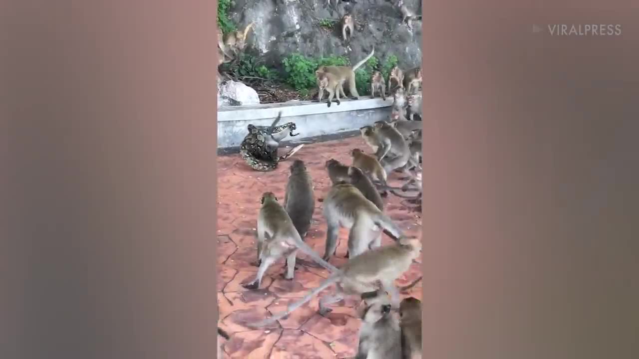 Trăn siêu to khổng lồ siết chết khỉ