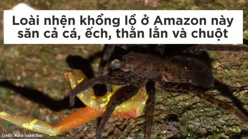 Loài nhện khổng lồ săn cả chim, thằn lằn và chuột