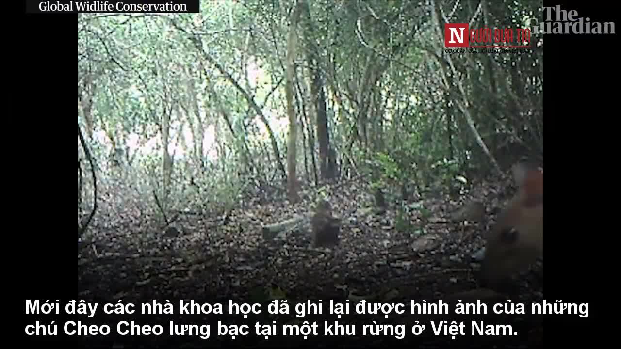Sinh vật nghi đã tuyệt chủng bất ngờ xuất hiện tại Việt Nam