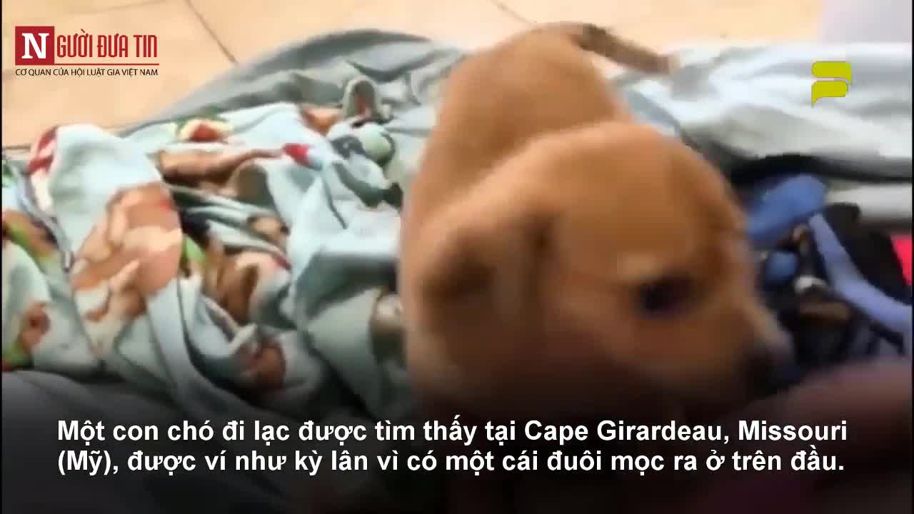 Chú chó kỳ lạ có đuôi mọc ra từ đỉnh đầu