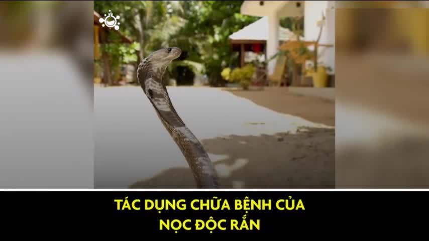 Nọc độc của rắn hổ mang chúa có công dụng chữa bệnh thế nào?