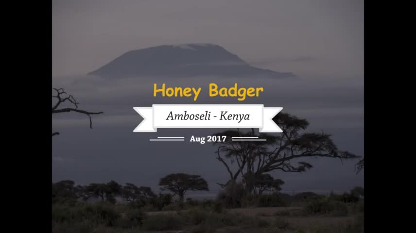 Video: R&ugrave;ng m&igrave;nh cảnh lửng mật x&eacute; x&aacute;c trăn khổng lồ 