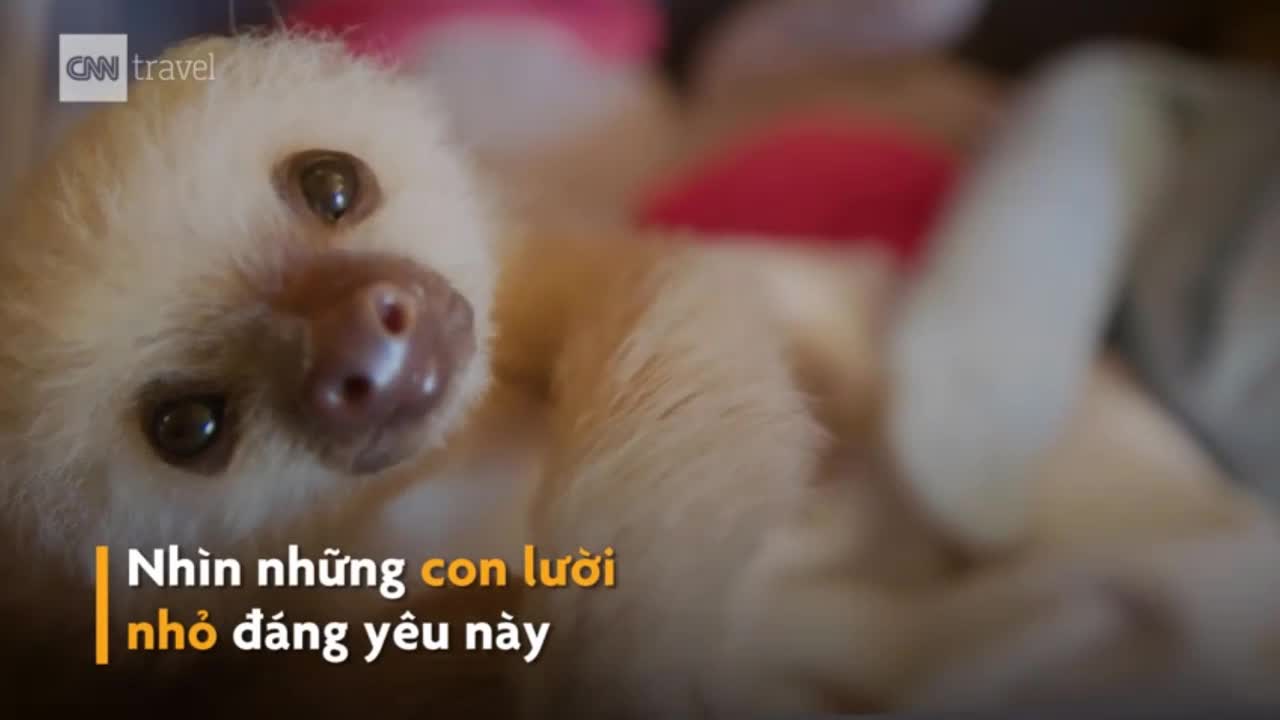 Khám phá cuộc sống thượng lưu của những con lười ở Costa Rica