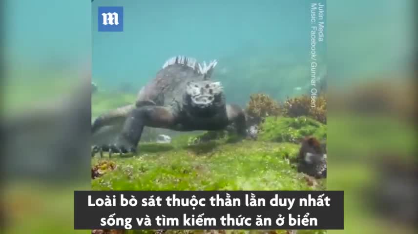 Kỳ nhông biển khổng lồ săn mồi như thế nào?