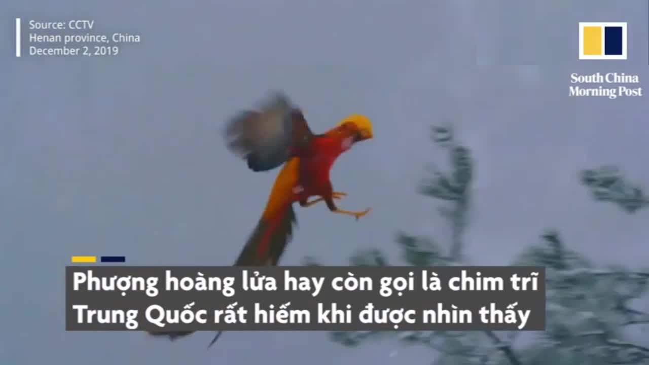 Cận cảnh chim phượng hoàng lửa đời thực