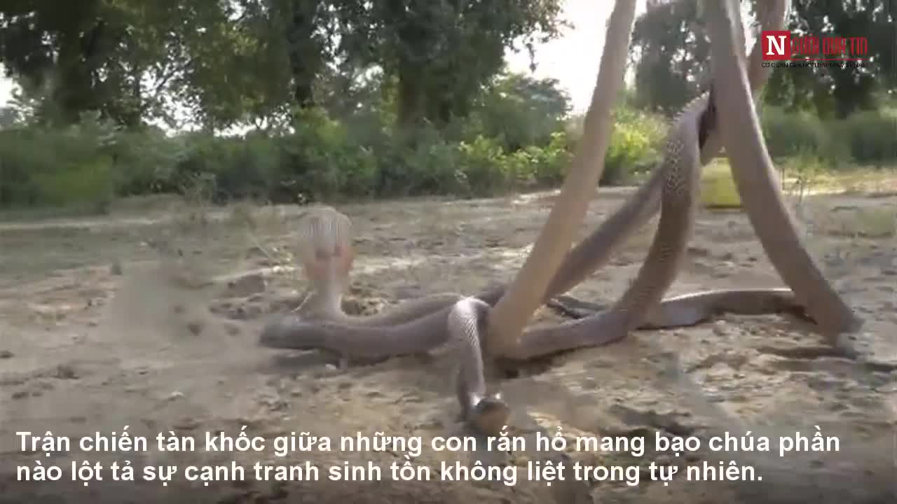 1 rắn hổ mang bạch tạng đại chiến 3 rắn hổ mang chúa
