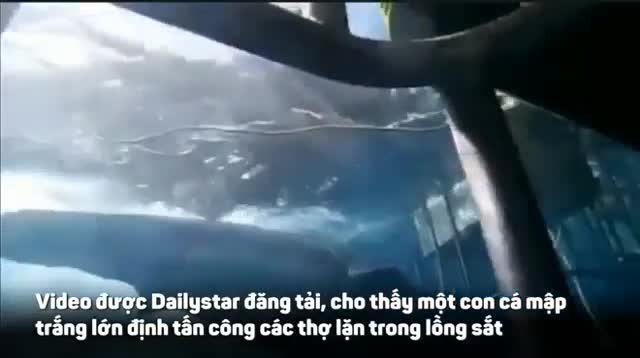 Cá mập trắng khổng lồ cắn lồng sắt tấn công thợ lặn và cái kết đắng