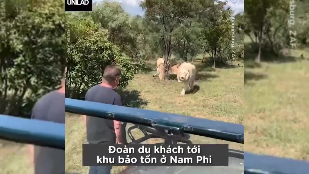 Gặp gỡ đàn sư tử trắng quý hiếm ngoài tự nhiên