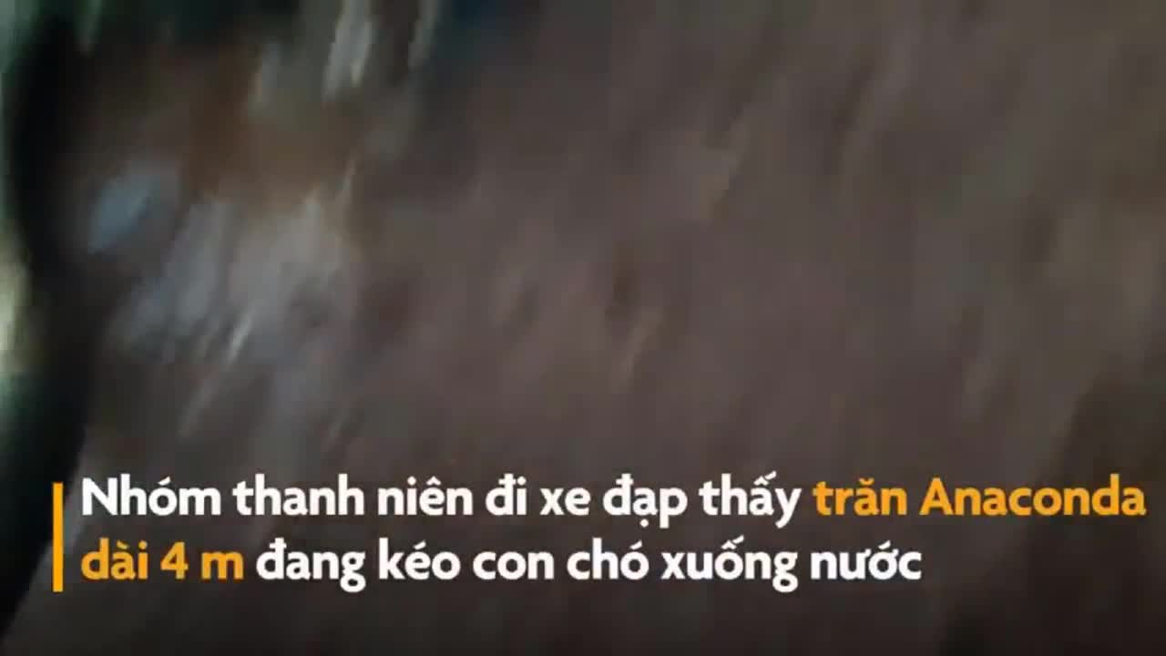 Giải cứu chó bị trăn Anaconda khủng siết chặt