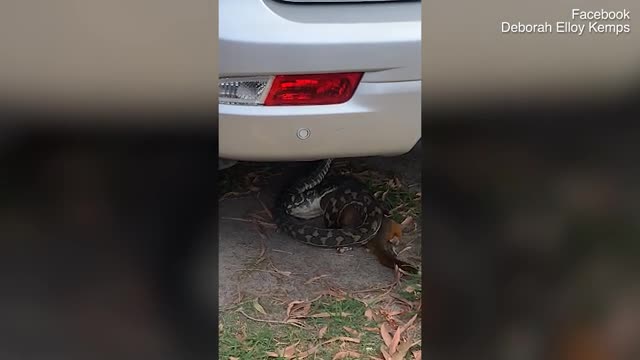 Video: Trăn leo lên cây, siết cố thú có túi đến chết