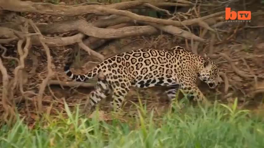 Báo đốm Nam Mỹ lao thẳng xuống dòng nước đục để đoạt mạng cá sấu caiman