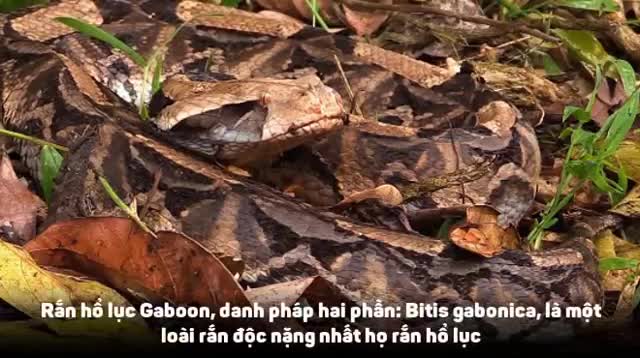 Rắn hổ lục Gabino - con lai cực hiếm, cực độc trong tự nhiên